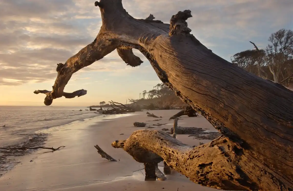 Big Talbot Island State Park (Boneyard Beach)