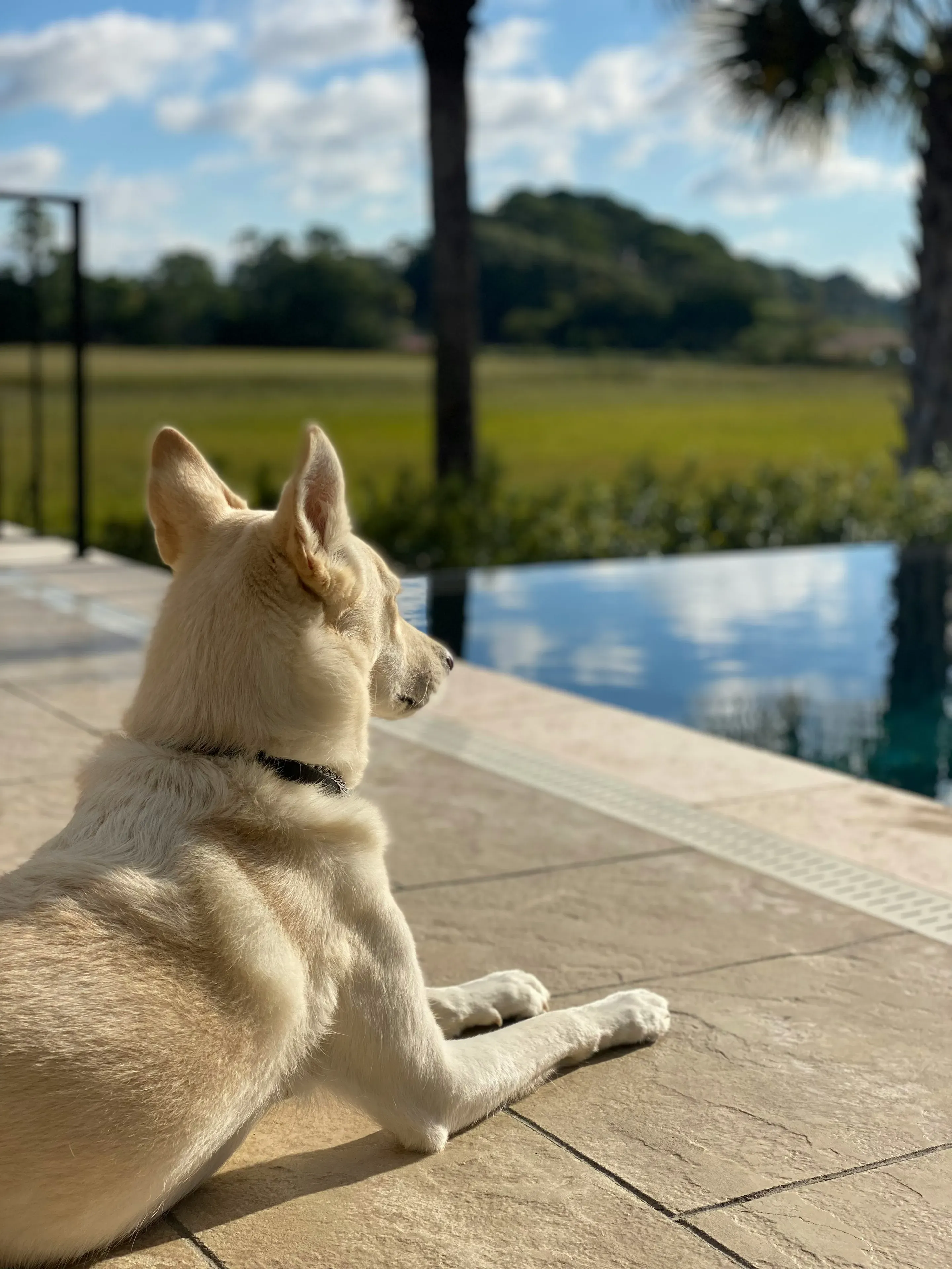 The Pet-Friendly Guide to Amelia Island: Beaches, Parks & Services